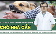 Chó nhà cắn vẫn có thể tử vong – Cảnh báo phòng bệnh dại