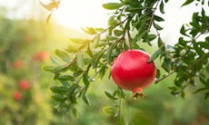 7 nhóm người nên ăn quả lựu để tăng cường sức khỏe