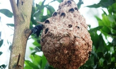 Phòng ngừa tai nạn đáng tiếc do ong đốt