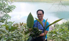 Khai thác và bảo tồn dược liệu dưới tán rừng: Hướng đi bền vững, tạo sinh kế cho người dân