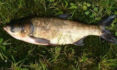 6 nhóm người nên ăn cá mè để có lợi cho sức khỏe