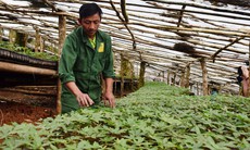 Vùng trồng dược liệu ở miền núi: Thực trạng sản xuất và những nút thắt cần gỡ