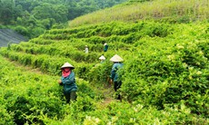 Phát triển dược liệu gắn với sinh kế đồng bào dân tộc thiểu số