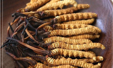 Các loại đông trùng hạ thảo phổ biến hiện nay, cách mua và sử dụng