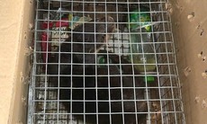 Vận chuyển cá thể rái cá cực quý hiếm từ Quảng Ngãi ra phía Bắc để bán, một phụ nữ bị khởi tố