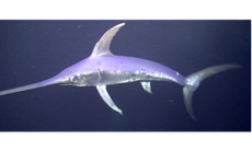 6 nhóm người cần thận trọng khi ăn cá