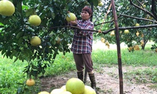 'Thủ phủ' bưởi Phúc Trạch vào vụ thu hoạch