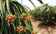 Giá thanh long cuối vụ tăng gấp 3 lần