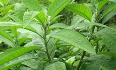 Chiết xuất từ cây đại bi tiền năng thay thế kháng sinh