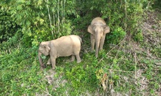 Nghệ An: Khó phát triển quần thể voi rừng
