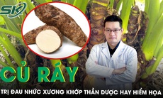 Củ ráy trị đau nhức xương khớp thần dược hay hiểm họa 