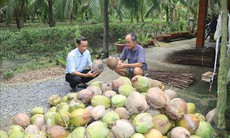 Dừa khô được giá mang lại lợi nhuận cao cho nông dân