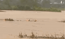 Video công an xã ở Phú Thọ bơi giữa dòng nước lũ cứu người bị cuốn trôi