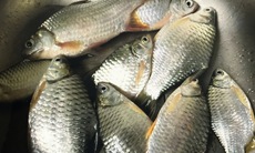 Vì sao cá mè xứng đáng có trong thực đơn?
