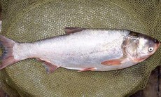 4 nhóm người cần hạn chế ăn cá mè để bảo vệ sức khỏe