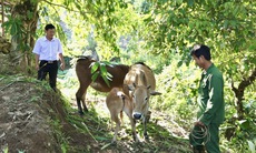 Điểm tựa cho hàng nghìn hộ gia đình vươn lên thoát nghèo ở Lai Châu