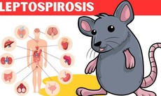 Thuốc trị bệnh do xoắn khuẩn Leptospira lây truyền qua chuột