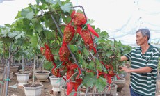 Nông dân Khánh Hòa tất bật hồi sinh nho cảnh đón Tết Nguyên đán 2026
