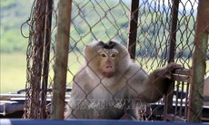 Thả hàng trăm động vật hoang dã về môi trường tự nhiên