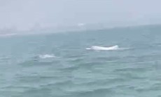 Video cá heo trắng bất ngờ nhảy múa trên biển Sầm Sơn