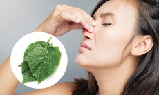 Cách dùng lá lốt giảm triệu chứng viêm xoang hiệu quả