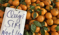 Quýt sim ngọt lịm giá rẻ đổ bộ chợ Việt, người tiêu dùng thi nhau đặt số lượng lớn về dùng dần