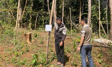 Khởi tố nam thanh niên lén trồng 763 cây cần sa trong rừng