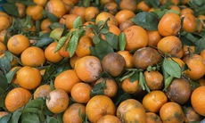 Loại quýt mã rám có gì đặc biệt mà khiến tiểu thương Việt nhập hàng tạ về bán mỗi ngày?