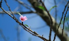 Nên chọn đào chậu hay đào chặt cành chơi Tết, lời khuyên từ chuyên gia