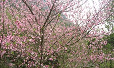 Chuyên gia chỉ cách 'điều khiển' hoa đào nở đúng Tết