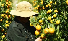 Vào giai đoạn 'nước rút', thủ phủ quất cảnh Đà Nẵng rực sắc vàng chờ ngày xuất bán