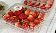 Tiểu thương lý giải nguyên nhân giá dâu tây Mộc Châu lên tới nửa triệu đồng/kg