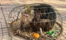 Hai cá thể khỉ quý hiếm bị thương, lạc vào rẫy người dân