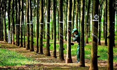 Cổ phiếu PHR được khuyến nghị mua