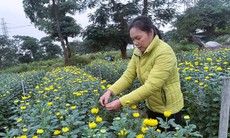 Người dân Hải Phòng khấp khởi được mùa vụ hoa Tết