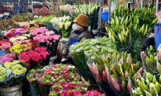 Giá hoa Tết Bính Ngọ có xu hướng tăng