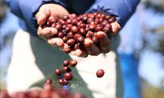 Thị trường nông sản: Giá cà phê tăng mạnh