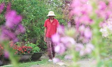 Làng hoa Đà Nẵng hồi sinh sau lũ lịch sử, rực rỡ sắc xuân 