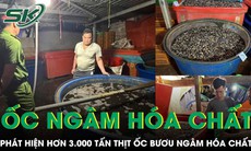 Kinh hãi: Hơn 3.000 tấn thịt ốc bươu ngâm hóa chất xây dựng 'thủy tinh lỏng'