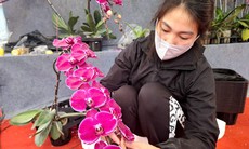 'Nâng mặt' hoa lan giúp bỏ túi chục triệu đồng dịp cận Tết: Nghề tay trái nhưng không phải 'dễ ăn'