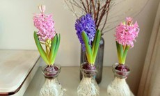 Chơi hoa theo trend, thú vui mới của nhiều chị em đón Tết