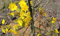 Thị trường mai Tết TP Hồ Chí Minh 'nín thở' chờ sức mua tăng