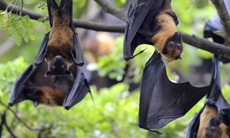 Vì sao virus Nipah khó có thể gây đại dịch nhưng cần giám sát chặt chẽ?