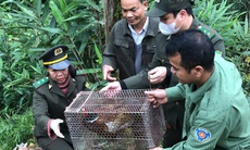 Rừng tự nhiên ở Huế ghi dấu sự hiện diện của nhiều loài động vật quý hiếm