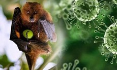 Nhật Bản thử nghiệm lâm sàng vaccine ngừa virus Nipah