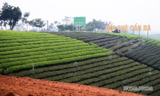 Lạc giữa 'biển chè bát úp' dưới chân Tam Đảo