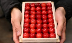 'Vua của các loài cherry Nhật Bản' gây sốt với giá kỷ lục
