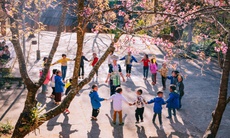 Hoa anh đào nhuộm hồng miền biên viễn xứ Nghệ