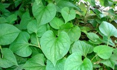 Tác dụng chữa bệnh của rau diếp cá