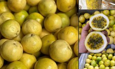 Chanh leo Hoàng Kim có gì đặc biệt mà được nhiều người tiêu dùng săn lùng tìm mua?